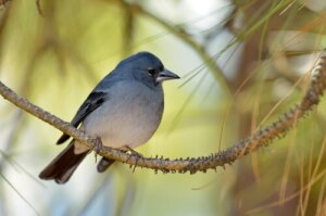 What Animals Live on the Canary Islands?