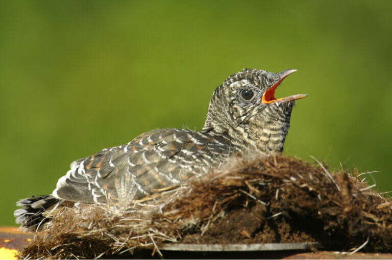 The Cunning Cuckoo and Its Relatives