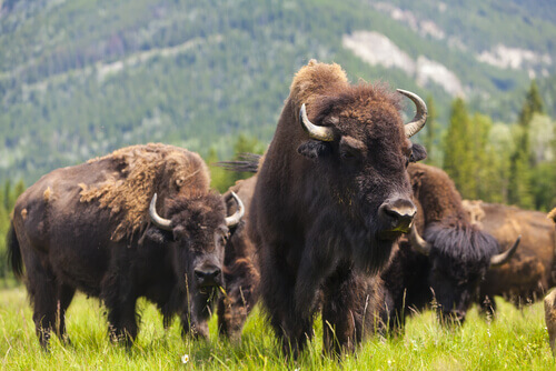 The American bison.