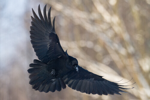 A black crow in flight.