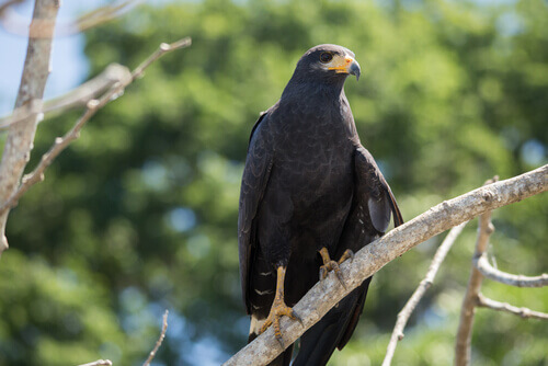 The black falcon is a medium-large falcon from Australia.