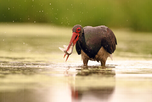 Black stork: behavior.
