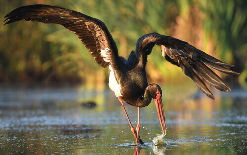 Black stork: habitat.