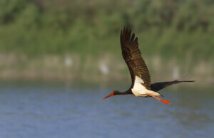 The Elusive Black Stork