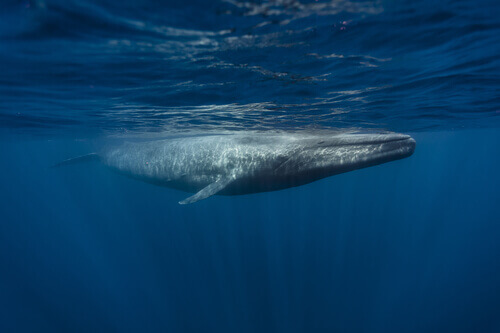 The largest species of whale.