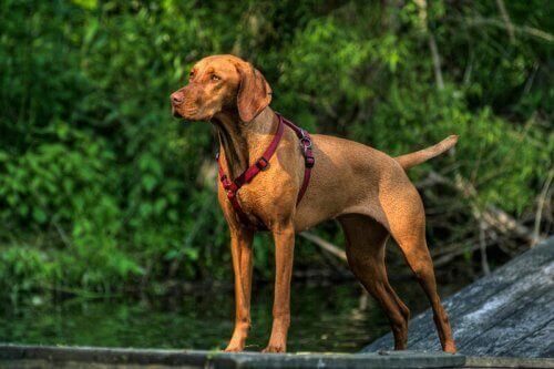 Brown Vizsla on guard.
