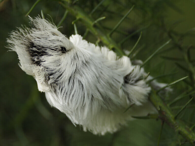 The Southern Flannel Moth: Rare, Beautiful, and Dangerous