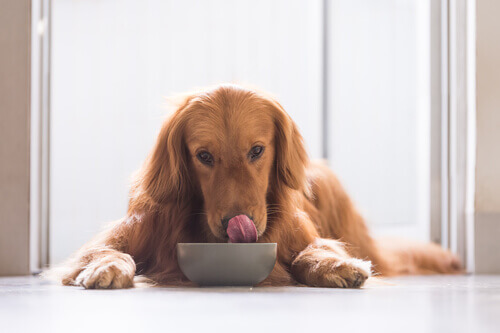 A city dog eating dog food.