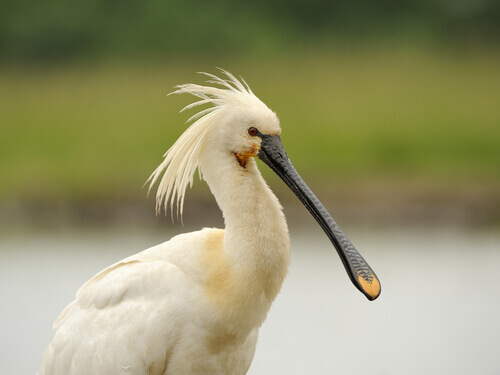 A common crossbill, with one of the largest beaks in the world.
