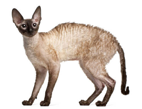 Cornish Rex cat with arched back.
