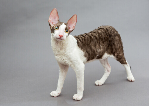 A Cornish Rex cat with ears perked.