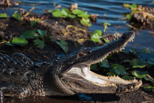 An alligator in Everglades National Park.