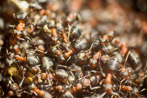 A mass of army ants.