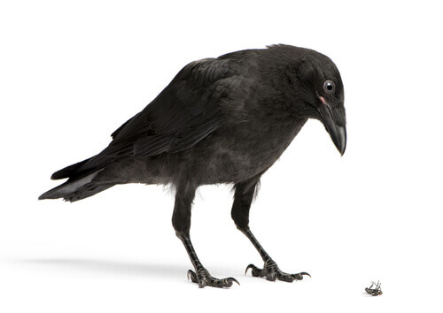 Crows steal.
