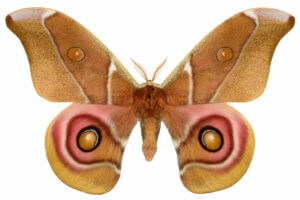 All About Deaf Moths and Acoustic Camouflage