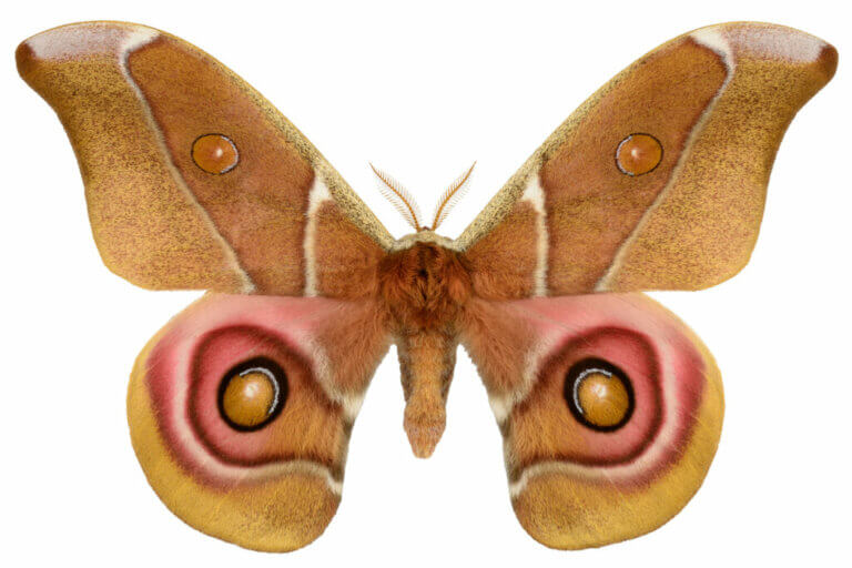 All About Deaf Moths and Acoustic Camouflage