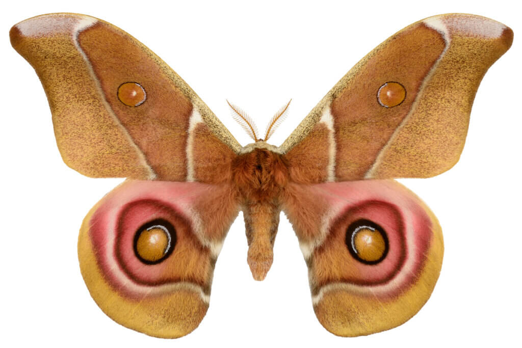 All About Deaf Moths and Acoustic Camouflage