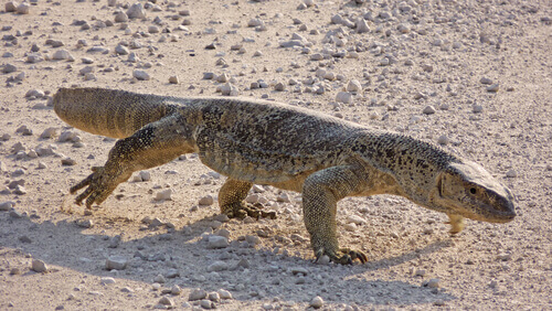 The desert monitor.