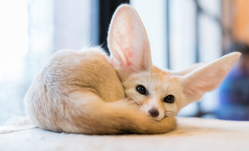A Fennec fox resting.