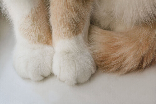 A cat's paws.