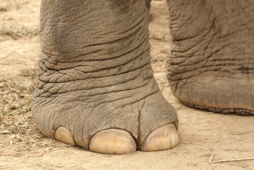 An elephant's foot.