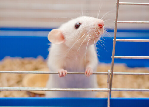 A white mouse in a cage.