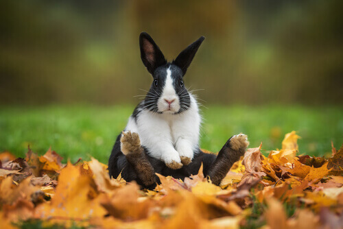 A rabbit playing outside.