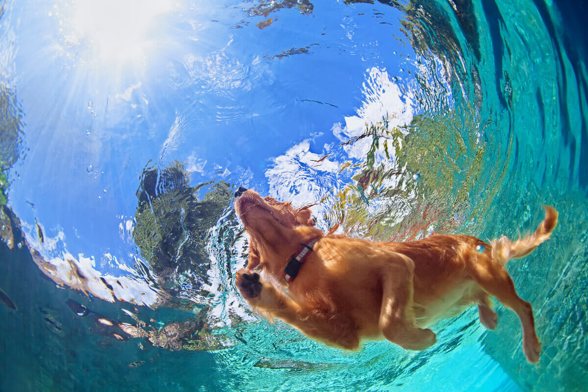 A dog swimming in a pool.