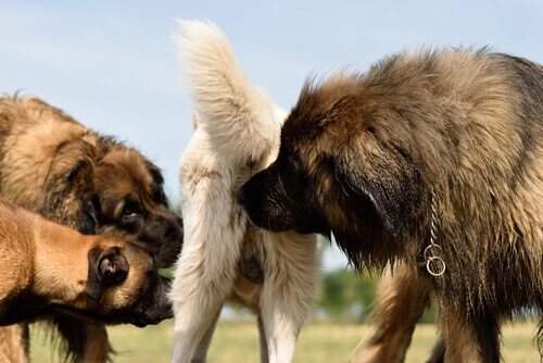 how do pheromones affect dogs