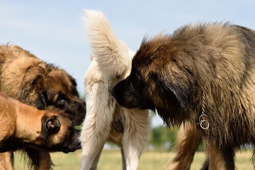 Dogs smelling one another's pheromones.