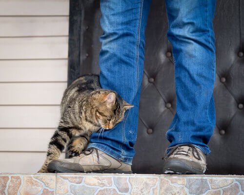 A cat showing love to its owner.
