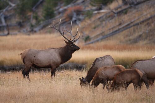 Elk in a field.