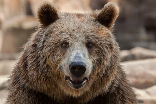 European brown bear: behavior.