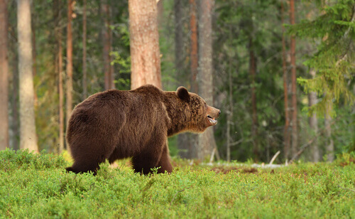European brown bear: habitat.
