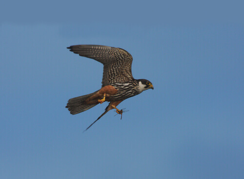 A Eurasian hobby in flight.