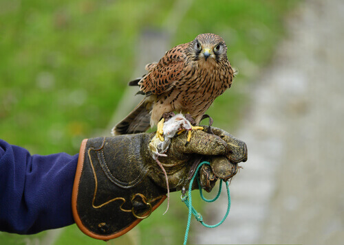 A falcon on a training glove.