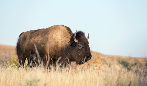 A buffalo in a field in Theodore Roosevelt National Park.