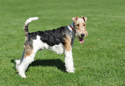 Fox Terrier looking at the camera.