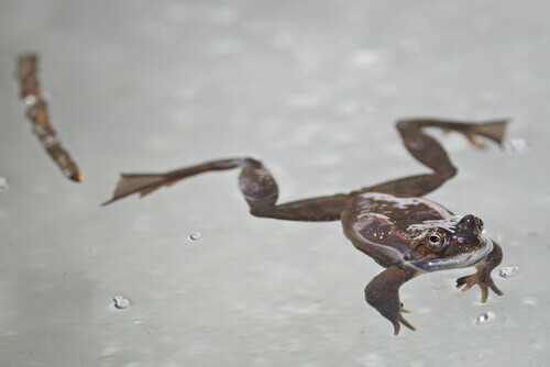 Frog in the ice.