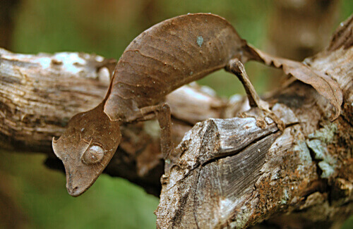 A small gecko lizard camouflaging.