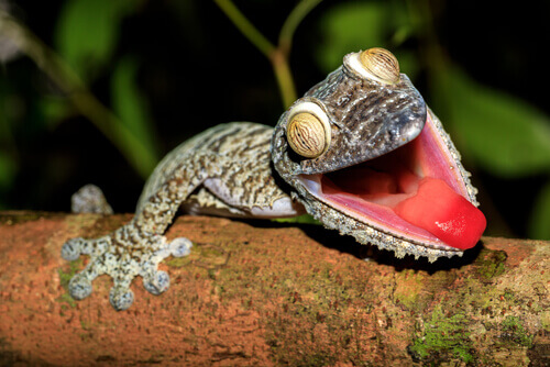 Chocking Lizard Horned Lizards: Reptiles that Cry Blood - My Animals