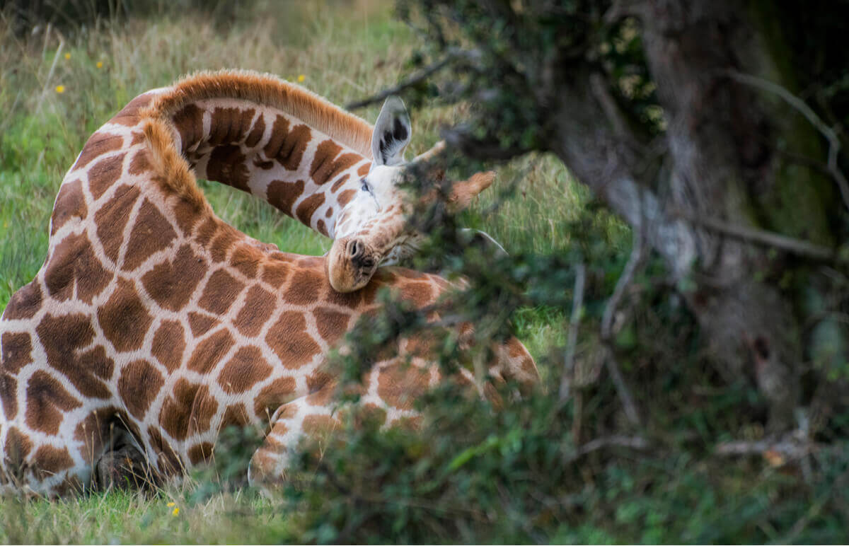 A giraffe bending its neck to sleep.