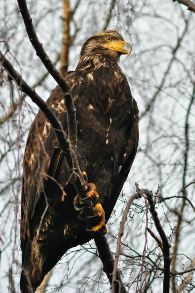 A Golden eagle in a tree.