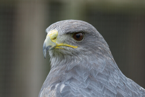 The grey falcon is endemic to Australia.