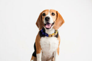 A happy beagle.