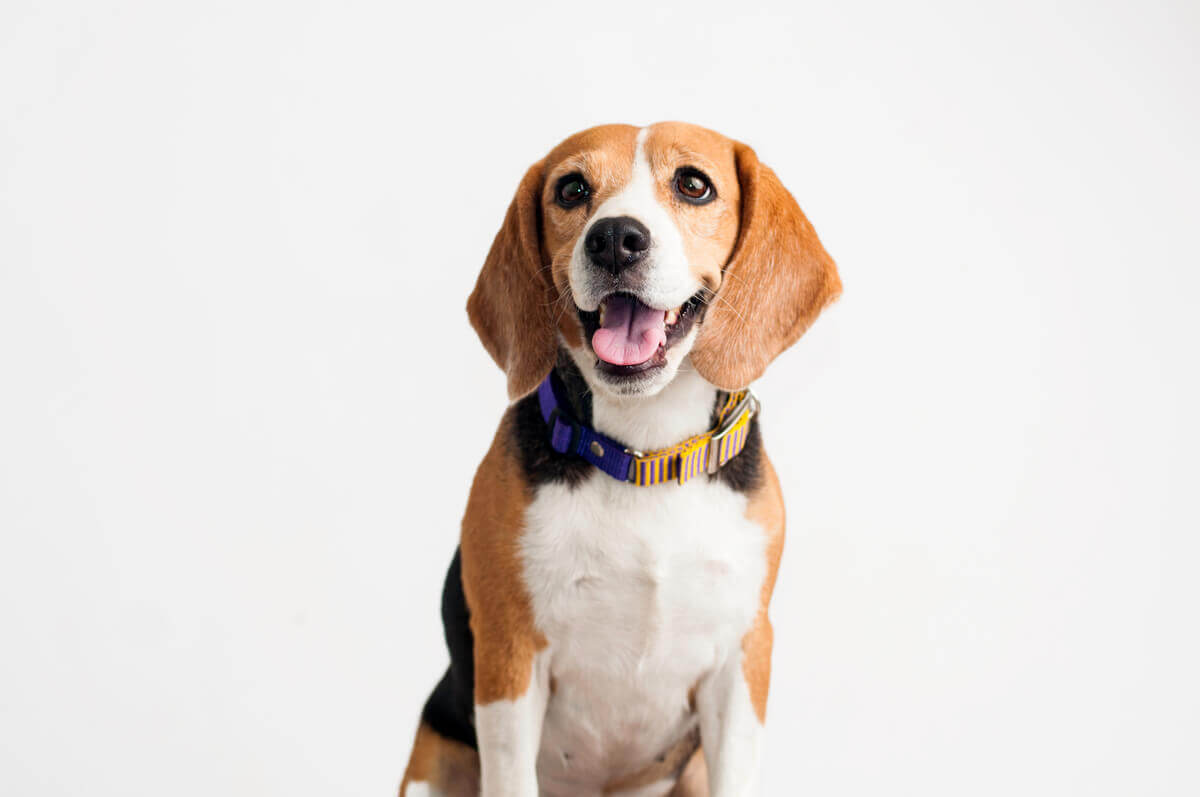 which-are-the-most-common-diseases-in-beagles-my-animals