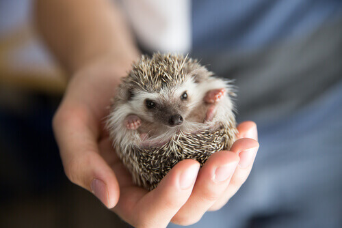 A hedgehog nestles in its owner's palm.