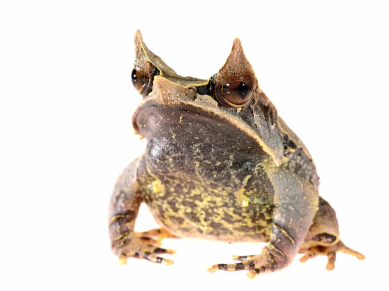 The Long-Nosed Horned Frog: The Famous Leaf Frog