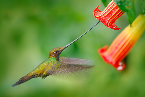 A close-up of a hummingbird, with the largest beaks compared to body size.