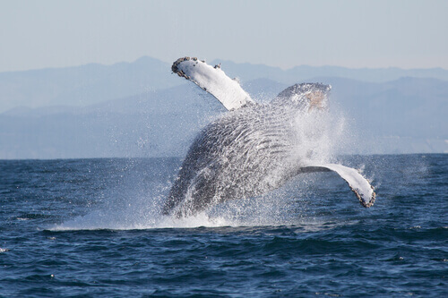 The humpback whale, one of the animals that live in Alaska.